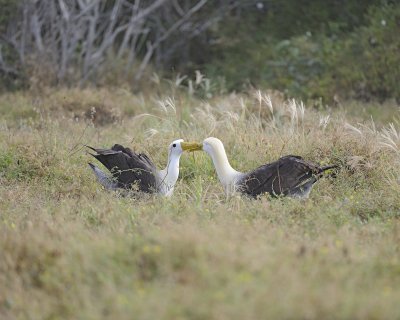 Albatross, Waved, 2-052517- Gardner Bay, Espanola Island-#0266.jpg