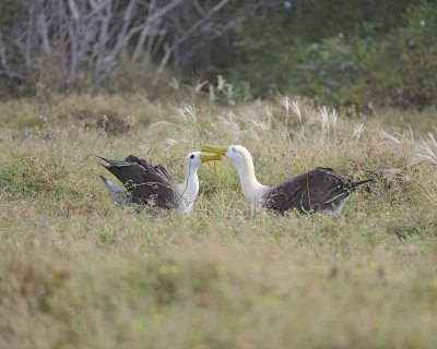 Albatross, Waved, 2-052517- Gardner Bay, Espanola Island-#0267.jpg