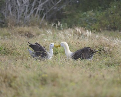 Albatross, Waved, 2-052517- Gardner Bay, Espanola Island-#0268.jpg