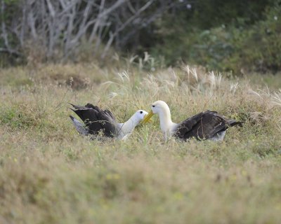 Albatross, Waved, 2-052517- Gardner Bay, Espanola Island-#0271.jpg