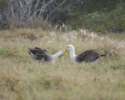 Albatross, Waved, 2-052517- Gardner Bay, Espanola Island-#0272.jpg