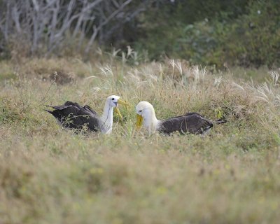 Albatross, Waved, 2-052517- Gardner Bay, Espanola Island-#0273.jpg