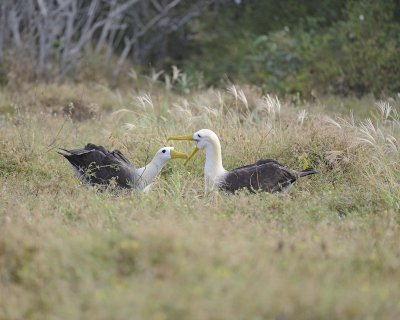 Albatross, Waved, 2-052517- Gardner Bay, Espanola Island-#0274.jpg