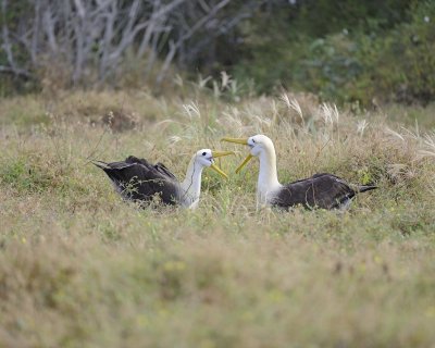 Albatross, Waved, 2-052517- Gardner Bay, Espanola Island-#0275.jpg