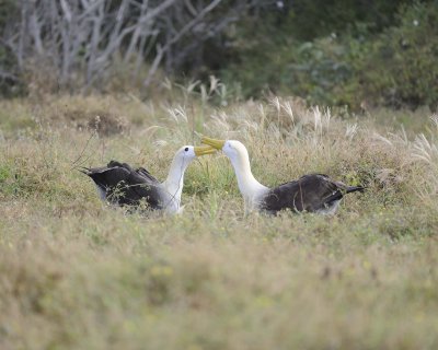 Albatross, Waved, 2-052517- Gardner Bay, Espanola Island-#0277.jpg
