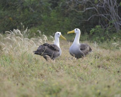 Albatross, Waved, 2-052517- Gardner Bay, Espanola Island-#0281.jpg