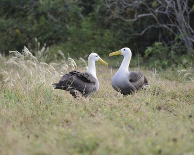 Albatross, Waved, 2-052517- Gardner Bay, Espanola Island-#0282.jpg