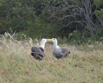 Albatross, Waved, 2-052517- Gardner Bay, Espanola Island-#0284.jpg