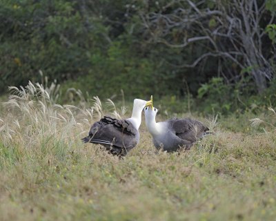 Albatross, Waved, 2-052517- Gardner Bay, Espanola Island-#0292.jpg