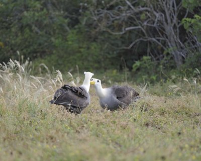 Albatross, Waved, 2-052517- Gardner Bay, Espanola Island-#0293.jpg