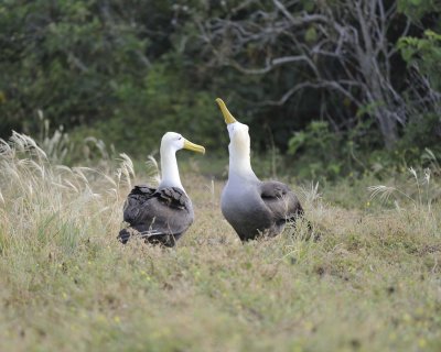 Albatross, Waved, 2-052517- Gardner Bay, Espanola Island-#0295.jpg
