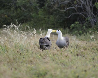 Albatross, Waved, 2-052517- Gardner Bay, Espanola Island-#0298.jpg