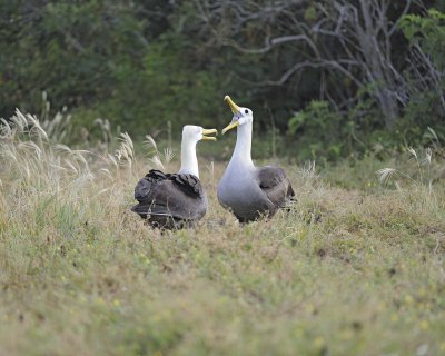 Albatross, Waved, 2-052517- Gardner Bay, Espanola Island-#0301.jpg