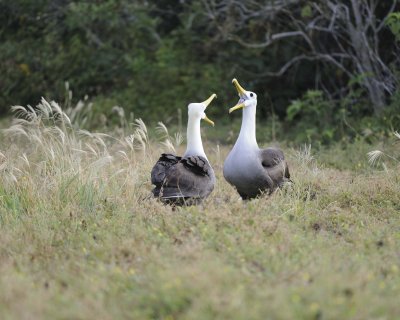 Albatross, Waved, 2-052517- Gardner Bay, Espanola Island-#0302.jpg