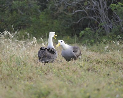 Albatross, Waved, 2-052517- Gardner Bay, Espanola Island-#0303.jpg