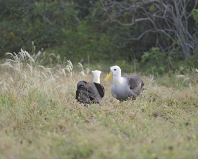 Albatross, Waved, 2-052517- Gardner Bay, Espanola Island-#0304.jpg