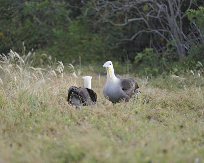 Albatross, Waved, 2-052517- Gardner Bay, Espanola Island-#0305.jpg