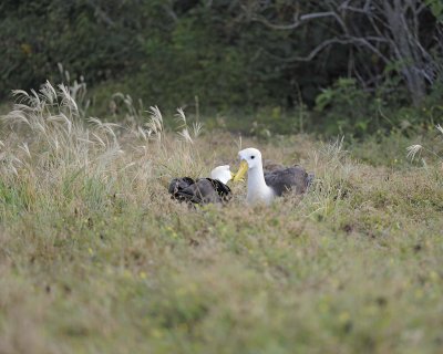 Albatross, Waved, 2-052517- Gardner Bay, Espanola Island-#0306.jpg