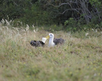 Albatross, Waved, 2-052517- Gardner Bay, Espanola Island-#0308.jpg