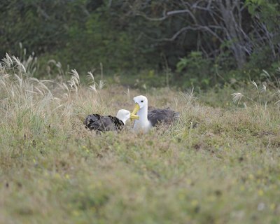 Albatross, Waved, 2-052517- Gardner Bay, Espanola Island-#0309.jpg