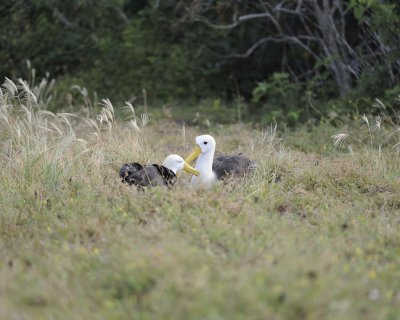 Albatross, Waved, 2-052517- Gardner Bay, Espanola Island-#0310.jpg