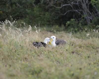 Albatross, Waved, 2-052517- Gardner Bay, Espanola Island-#0313.jpg
