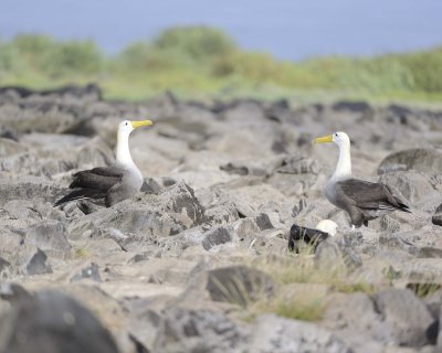 Albatross, Waved, 2-052517- Gardner Bay, Espanola Island-#0353.jpg