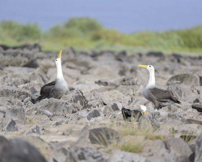 Albatross, Waved, 2-052517- Gardner Bay, Espanola Island-#0355.jpg