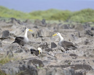 Albatross, Waved, 2-052517- Gardner Bay, Espanola Island-#0359.jpg