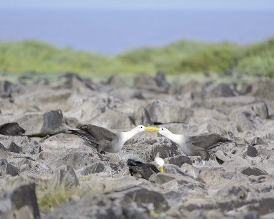 Albatross, Waved, 2-052517- Gardner Bay, Espanola Island-#0360.jpg