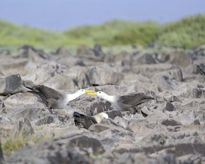 Albatross, Waved, 2-052517- Gardner Bay, Espanola Island-#0362.jpg