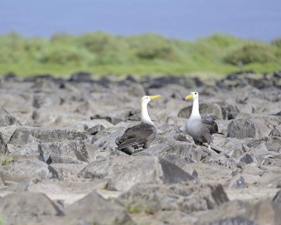 Albatross, Waved, 2-052517- Gardner Bay, Espanola Island-#0385.jpg
