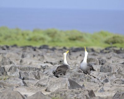 Albatross, Waved, 2-052517- Gardner Bay, Espanola Island-#0391.jpg