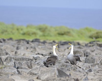 Albatross, Waved, 2-052517- Gardner Bay, Espanola Island-#0397.jpg