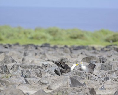 Albatross, Waved, 2-052517- Gardner Bay, Espanola Island-#0401.jpg