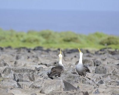 Albatross, Waved, 2-052517- Gardner Bay, Espanola Island-#0403.jpg