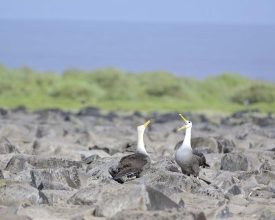 Albatross, Waved, 2-052517- Gardner Bay, Espanola Island-#0405.jpg