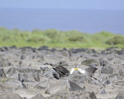 Albatross, Waved, 2-052517- Gardner Bay, Espanola Island-#0406.jpg