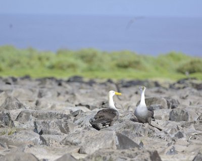 Albatross, Waved, 2-052517- Gardner Bay, Espanola Island-#0407.jpg