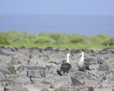 Albatross, Waved, 2-052517- Gardner Bay, Espanola Island-#0409.jpg