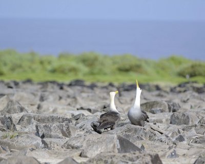 Albatross, Waved, 2-052517- Gardner Bay, Espanola Island-#0411.jpg