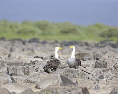 Albatross, Waved, 2-052517- Gardner Bay, Espanola Island-#0415.jpg