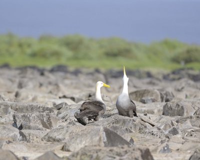 Albatross, Waved, 2-052517- Gardner Bay, Espanola Island-#0416.jpg