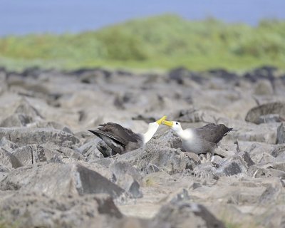 Albatross, Waved, 2-052517- Gardner Bay, Espanola Island-0365.jpg