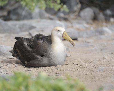 Albatross, Waved, Chick-052517- Gardner Bay, Espanola Island-#0580.jpg