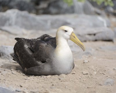 Albatross, Waved, Chick-052517- Gardner Bay, Espanola Island-#0587.jpg