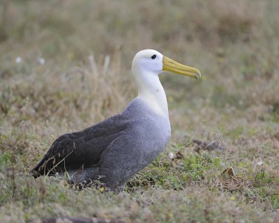Albatross, Waved-052517- Gardner Bay, Espanola Island-#0065.jpg