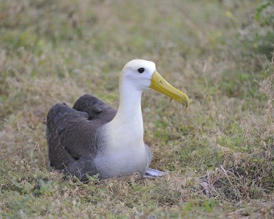 Albatross, Waved-052517- Gardner Bay, Espanola Island-#0068.jpg
