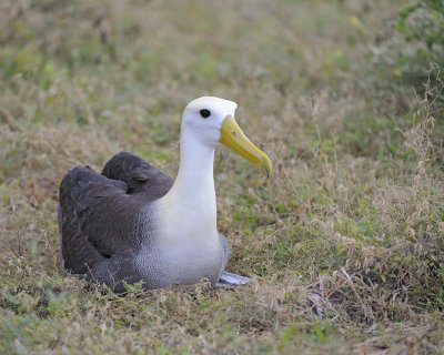Albatross, Waved-052517- Gardner Bay, Espanola Island-#0069.jpg