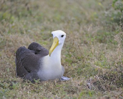 Albatross, Waved-052517- Gardner Bay, Espanola Island-#0070.jpg